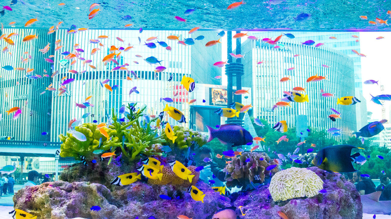 色鮮やかでキレイな沖縄の魚をミラーレス一眼canon Eos M3で撮影 銀座で美ら海 ソニービル め んずスタジオ