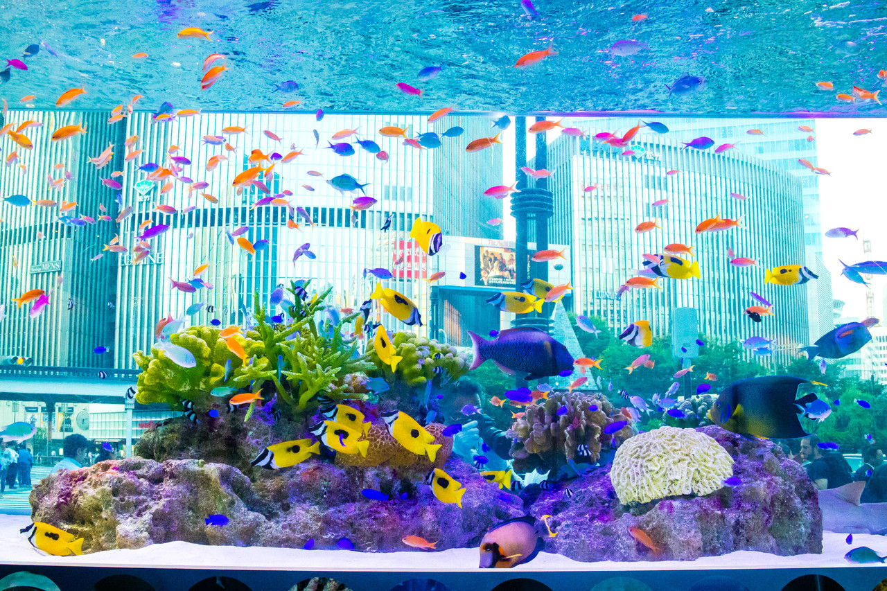 色鮮やかでキレイな沖縄の魚をミラーレス一眼canon Eos M3で撮影 銀座で美ら海 ソニービル め んずスタジオ