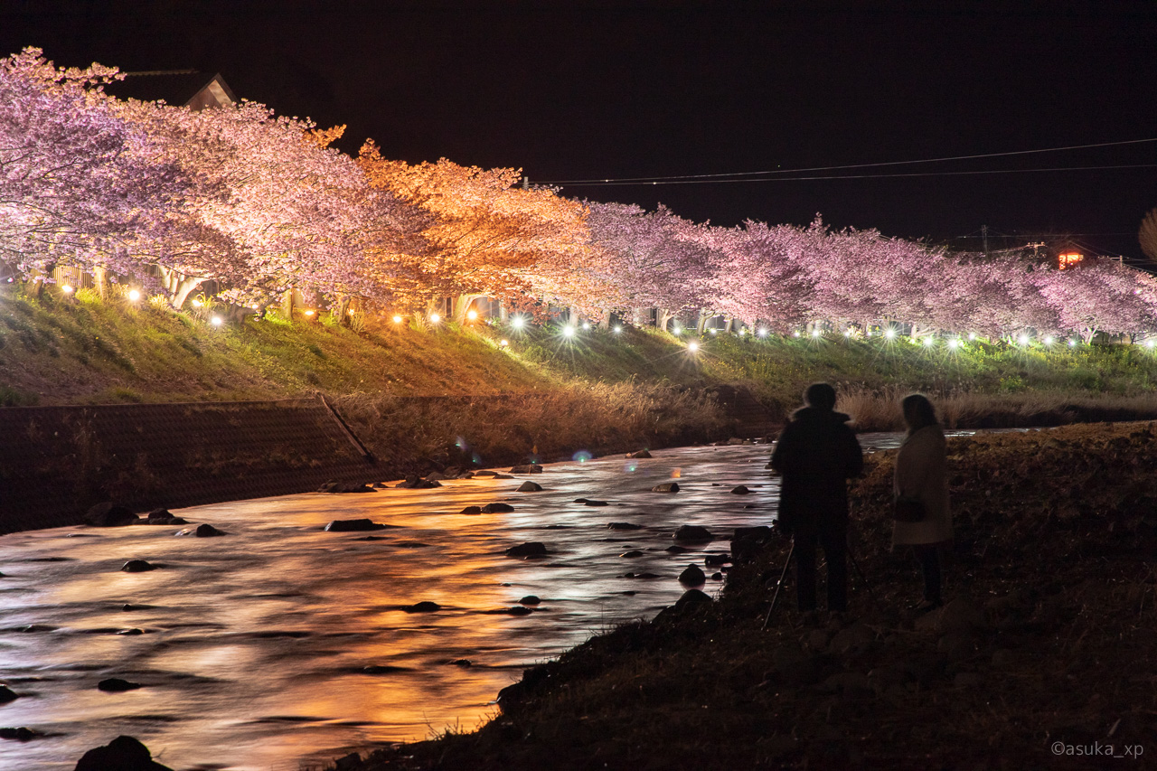 河津桜まつりは早く行くべし 混雑を避けるなら夜桜が空いててオススメ 東伊豆pr め んずスタジオ